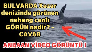 Xəzər dənizində görünən nəhəng canlı nədir  CAVAB [upl. by Dihahs417]