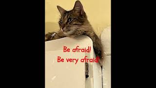 Be Afraid cat livelovecats funnyanimals [upl. by Gomer]