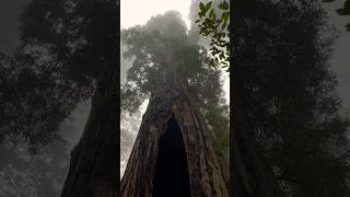 Hollow Redwood Tree Redwood National Park California 🌲🇺🇸 hiking california travel [upl. by Airekal772]