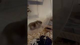 가끔은 바빠요😅 hamsterland 仓鼠 햄스터 cute healing lovely hamsterlife хомяк hamster [upl. by Nirad]