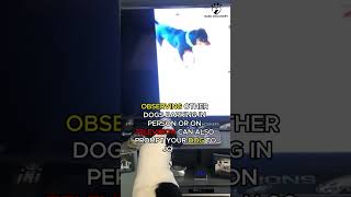 DOG BARKING SOUNDS TO MAKE YOUR DOG REACT [upl. by Ardnayek656]