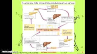 La regolazione della glicemia [upl. by Isidore960]