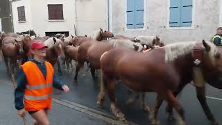 transhumance 2023 laruns bious artigues [upl. by Docila]