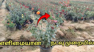 எளிமையான நடவு முறையில்Worldnurserygarden [upl. by Yelruc]