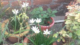 how to grdening ideas at home Gardening update and home gadening tips [upl. by Eikcor]