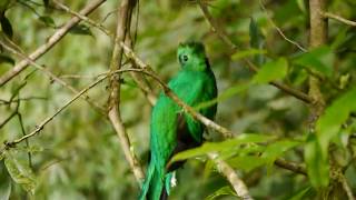 A pair of resplendent quetzals in Costa Rica [upl. by Eitsrik]