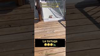 Tortuga Escapando de un Vendedor 🐢🤣 Final inesperado 🤣🤣🏃‍♂️ [upl. by Hills694]