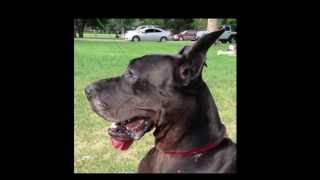 Meet Rosie Great Dane with Wobblers Disease [upl. by Saddler]