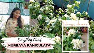 Murraya Paniculata Plant Care  Beautiful White Flowers For Your Garden  Chennai Garden amp Decor [upl. by Grati419]