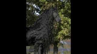 The Legendary FRIESIAN STALLION Frederik the Great [upl. by Ayhdnas]