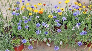 SEE How To GROW n CARE For Cornflower PERFECTLY [upl. by Ibmat]