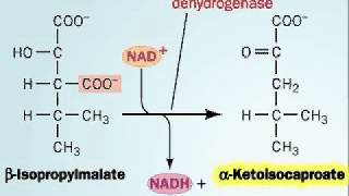 Biosynthesis of Leucine [upl. by Suryc]