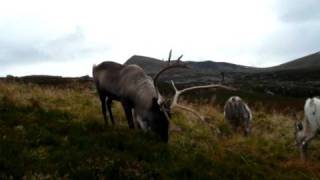 Cairngorm Reindeer [upl. by Sharla200]