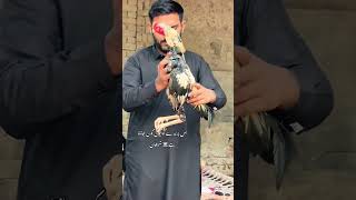 Aseel murga ka Shok kaise ha 🐓😍😍😍😍😍😍😍 cament for you video [upl. by Alwin75]