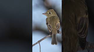 Cordilleran Flycatcher Song Video Peaceful Nature Sounds [upl. by Deuno]