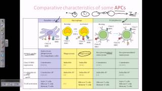 Comparison of different antigen presenting cells [upl. by Rizas963]