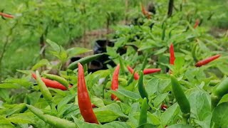 Santai Pagi Di Kebun Fertigasi Cili [upl. by Idnal]