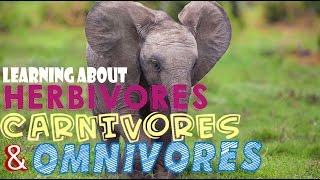 Learning About Herbivores Carnivores and Omnivores [upl. by Remmos]