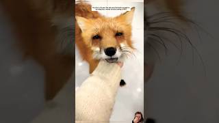 fox foxstory animals foxs ثعلب حب يوتيوب foxy shortvideo yt rescue feed love orange [upl. by Nylrehc]