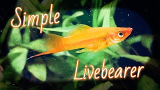 Red Velvet Swordtail Fish Species Spotlight [upl. by Chyou895]