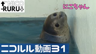 ニコルル動画31  NicoRuru Video 31 [upl. by Isman]