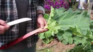 How to Plant and Grow Rhubarb [upl. by Channa]