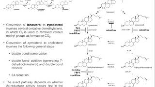 Cholesterol Biosynthesis  Stage 4 Conversion of Lanosterol to Cholesterol [upl. by Trace535]