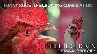 Funny roosters crowing compilation by Piri The Chicken  Extremely funny [upl. by Hayotal]