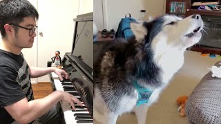 Husky sings an Amazing Grand Concerto [upl. by Gorlicki]