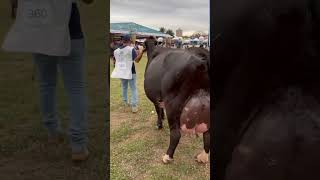 ⭕ Girolando Dairy Cows ✅ Biggest Bulls And Cow [upl. by Ettezoj616]