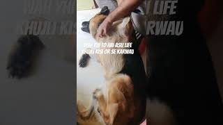 jacky le rha hai maje jacky funnypets cutedog germansheprd dog doglover youtubeshorts [upl. by Blandina]