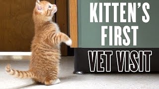 Kittens First Vet Visit [upl. by Silverstein]