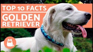 What to Know About Golden Retrievers  Top 10 Facts [upl. by Drusus]