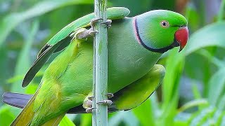 Parrot Sound Videos Compilation [upl. by Frasco749]