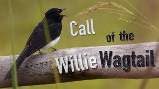 Willie Wagtail Call birds birdsounds [upl. by Caren275]