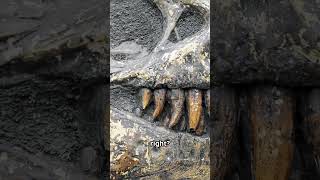 Stratigraphy Explained  Unveiling Earth [upl. by Kelula488]