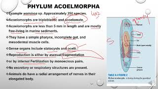 Phylum Acoelomorpha [upl. by Nede]