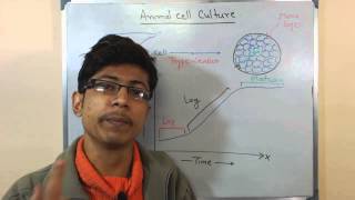 Animal cell culture 8  cell growth [upl. by Stanwood]