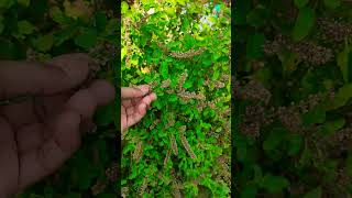 Tulsi ki Manjari ka yah upay jarur Karen 🙏🙏youtubeshorts tulsi plants shortsvideo [upl. by Patricio]