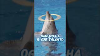 Un DELFINO talentuosissimo [upl. by Chappy]