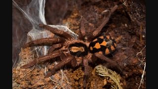 Hapalopus Sp Columbia  Large Form  🕷First Feed After Moult [upl. by Luapnoj]