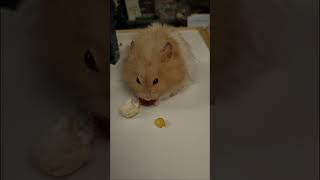 Pan the Teddy Bear Syrian Hamster scoffs down a grape [upl. by Ycnay329]