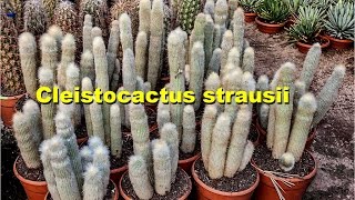 How to repot amp grow cleistocactus strausii [upl. by Kcerb]