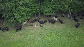 Bonner Farms Beef  Raising Cattle On Our Family Farm [upl. by Aisauqal]