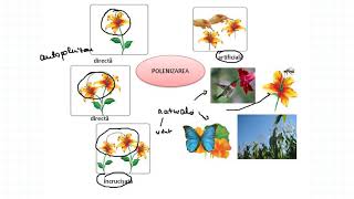 REPRODUCEREA LA PLANTE POLENIZAREA ȘI FECUNDAȚIA [upl. by Eduardo452]