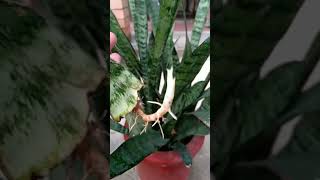 Snake plants propagation from leaf 🌿botany technique foryou subs [upl. by Eustasius]