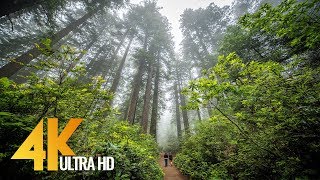 Redwoods Among the Giants in 4K  Unique California’s Forest  Relaxing Video with Naure Sounds [upl. by Lefty]