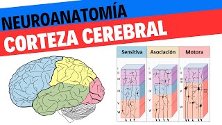 Neuroanatomía y fisiología de la corteza cerebral Neurociencias 17 [upl. by Kepner]