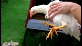 Inserimento ed Accettazione di NUOVE Galline allinterno di un Pollaio con Galline preesistenti [upl. by Astrix290]