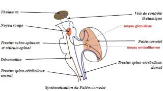 ANATOMIE Systmatisation du cervelet [upl. by Whitaker]